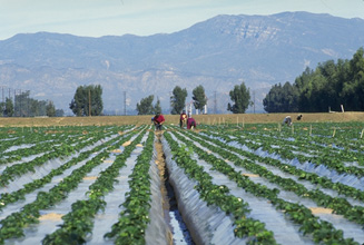 Strawberry_field